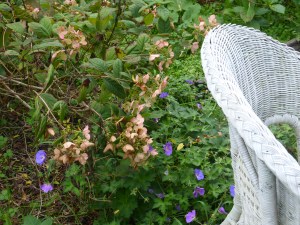 pink and purple flowers