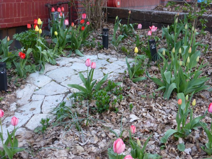 many tulips blooming, spearmint and peony stems coming up, amid autumn leaves around a stone path