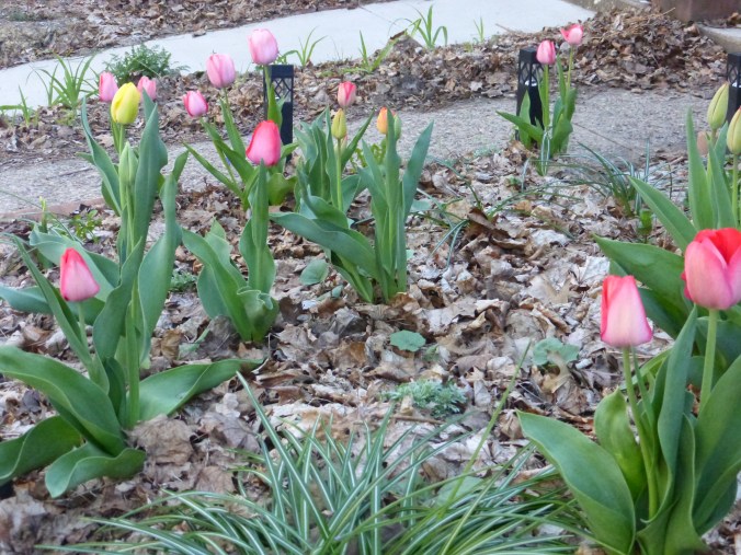 tulips blooming and leaves of many plants coming up through autumn leaves in beds between concrete paths