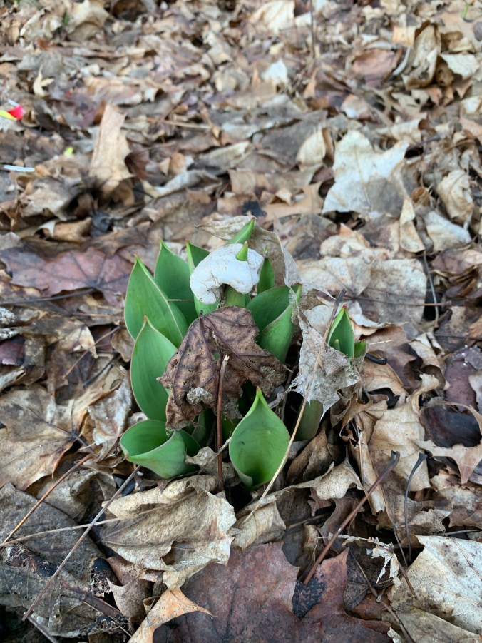 green leaves poking up through a layer of dead brown leaves; a styrofoam packing peanut is impaled on one leaf