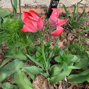 two faded pink tulips