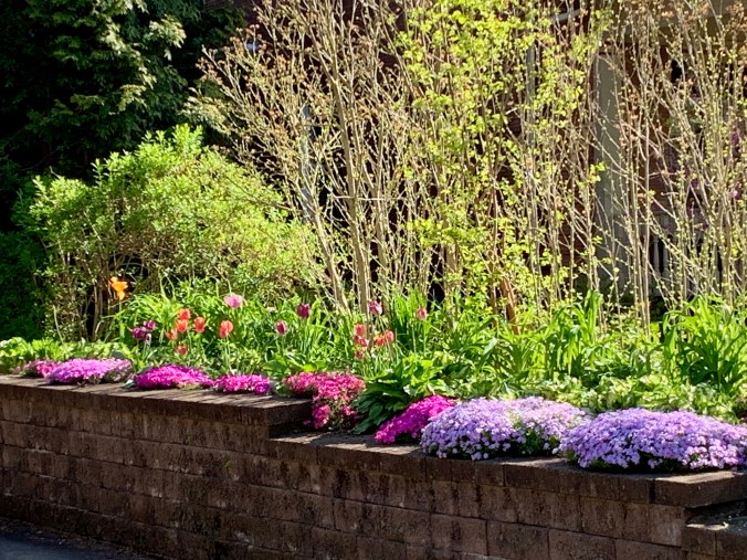 sunlit hedges, tulips, and phlox along a garden wall