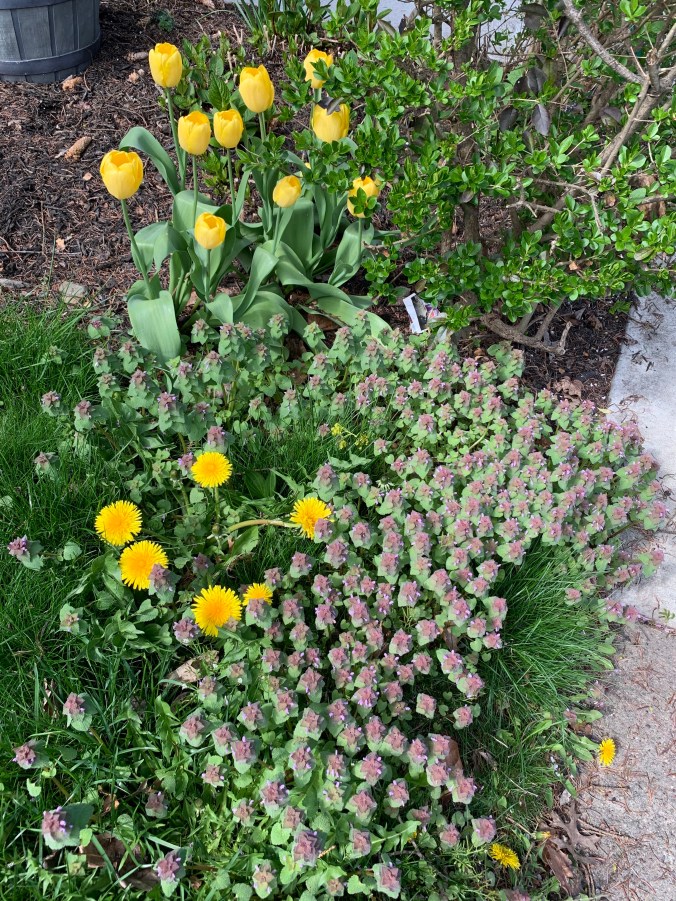 yellow tulips and purple weed
