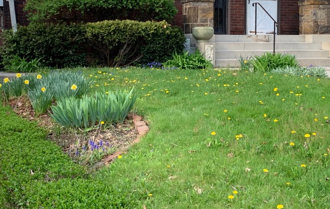 yard with 2 flowerbeds and grape hyacinths under the bushes