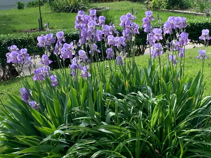 lots of purple irises