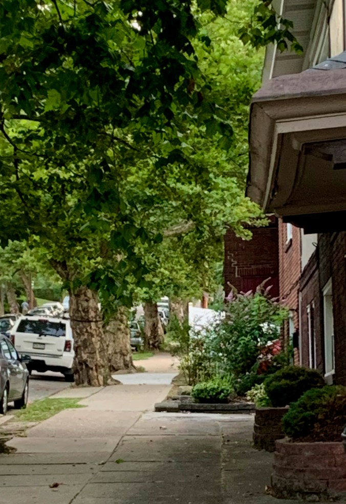 sidewalk between sycamore trees and parallel-parked cars, and brick houses and planters and butterfly bush