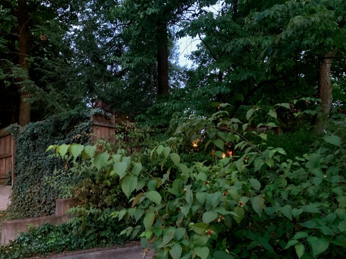 twinkling lights in a gazebo almost concealed by trees, shrubbery, and ivy-covered fence