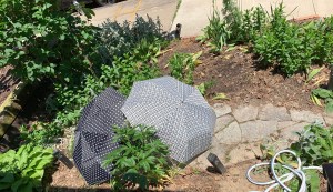 two differently patterned black-and-white umbrellas pitched at opposing angles to enclose and shade part of the stone path in a small, urban garden baking in sunlight