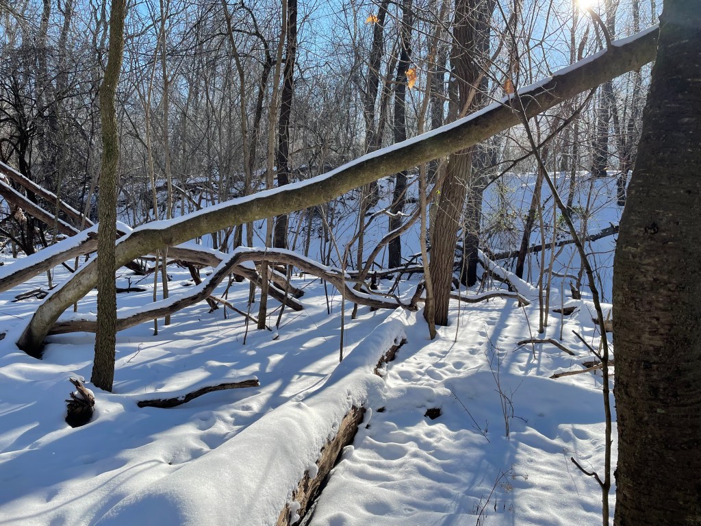 Sunlight filters through leafless branches coated with snow.  The blanket of snow on the ground is striped with light and shadow.
