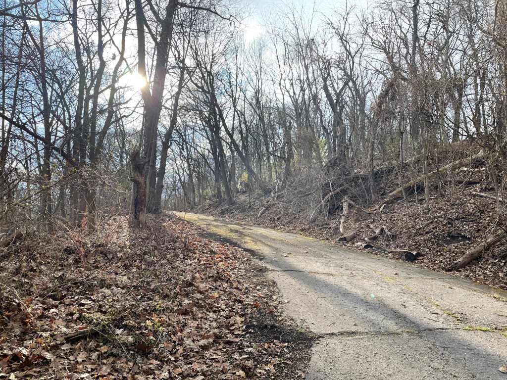 Sun shines through clouds and tree branches onto an asphalt path in the forest.  Trees are bare, but a few understory plants have faint green leaves.