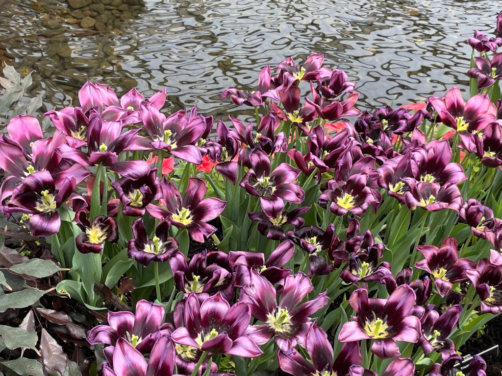 Purple tulips in front of a pool of rippling water