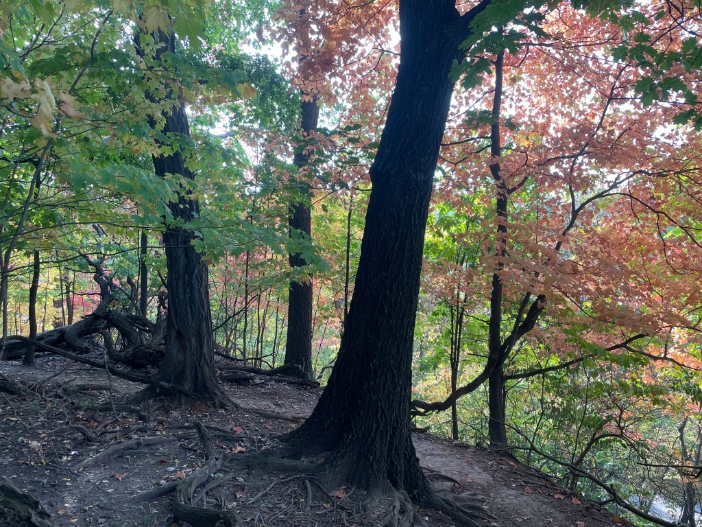 Edge of a hill where several trees are rooted, with more trees in the background.  Some leaves have turned red/orange while others are still green.