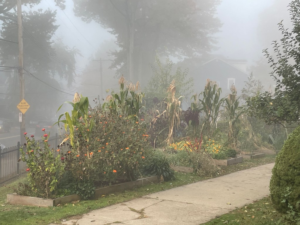 Garden of zinnias, corn, nasturtiums, etc. fills the top of a hill alongside sidewalk.  Fog blurs the background of houses, trees, utility poles, Blind Pedestrian Crossing sign, and a black iron fence.
